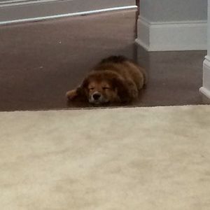 Meet your Posher, Bobbi